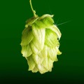 Choosing the Right Hops for Your Brew: A Beginner's Guide