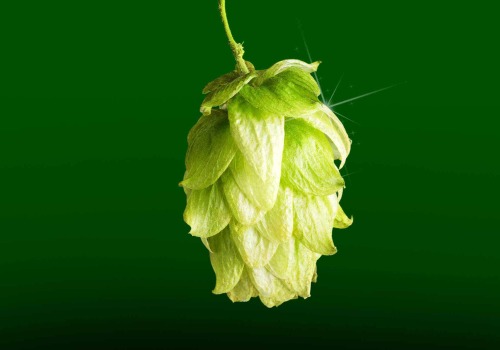 Choosing the Right Hops for Your Brew: A Beginner's Guide